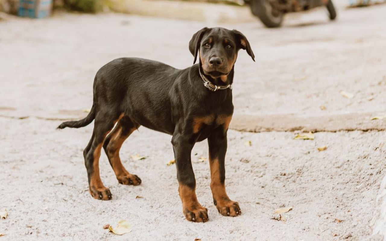Doberman Pinscher breed