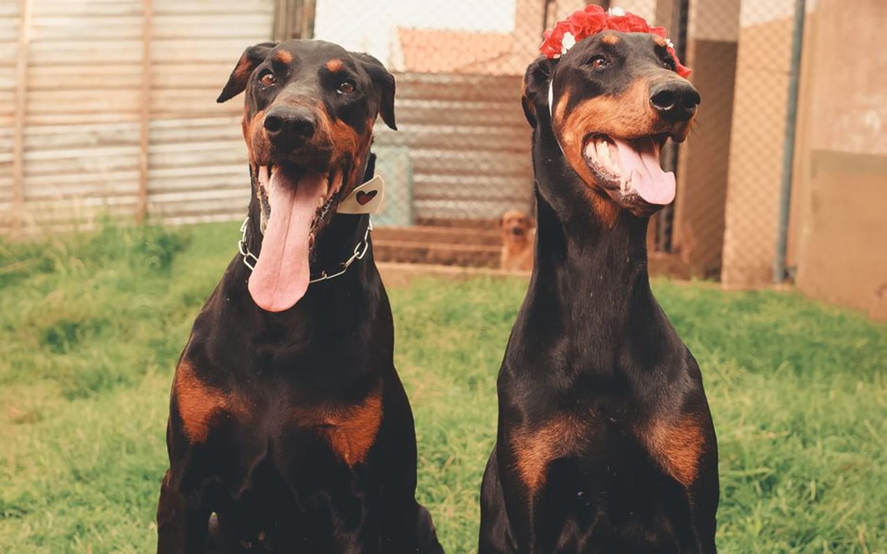 Doberman Pinscher — gallery 2