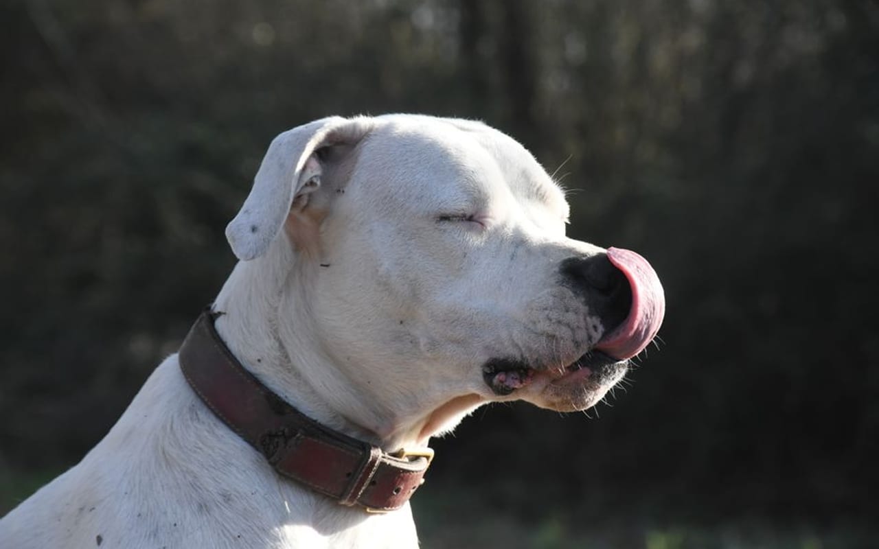 Dogo Argentino — gallery 4