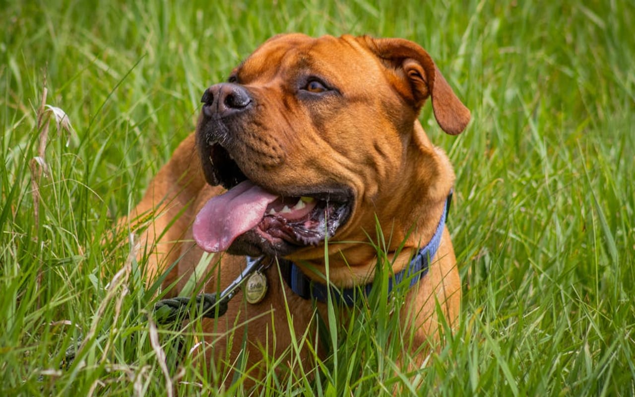 Dogue de Bordeaux — gallery 2