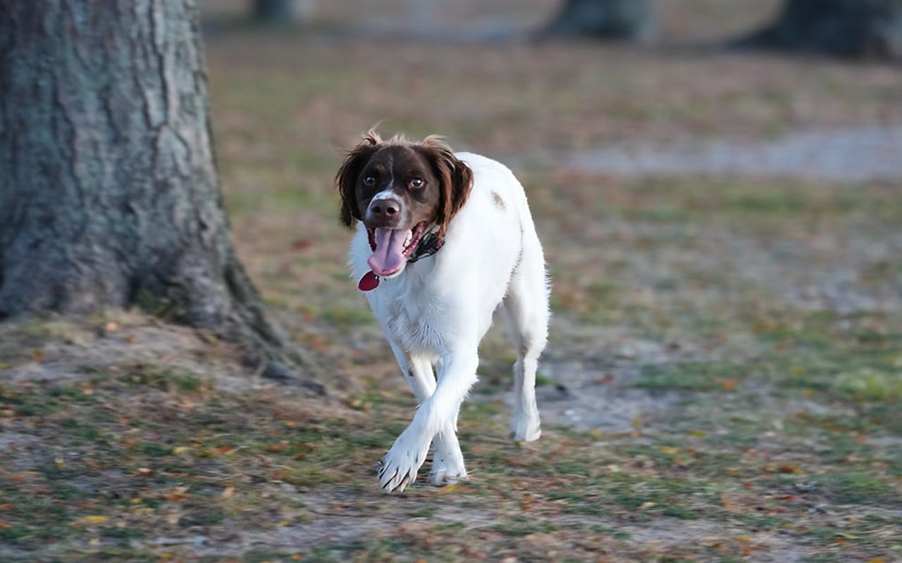 Drentsche Patrijshond dog breed portrait