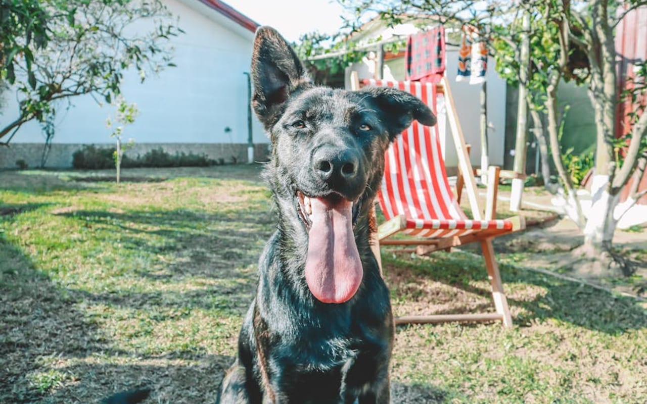 Dutch Shepherd — gallery 4