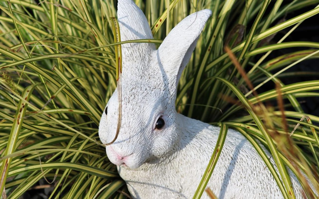 Dutch Rabbit Care Guide