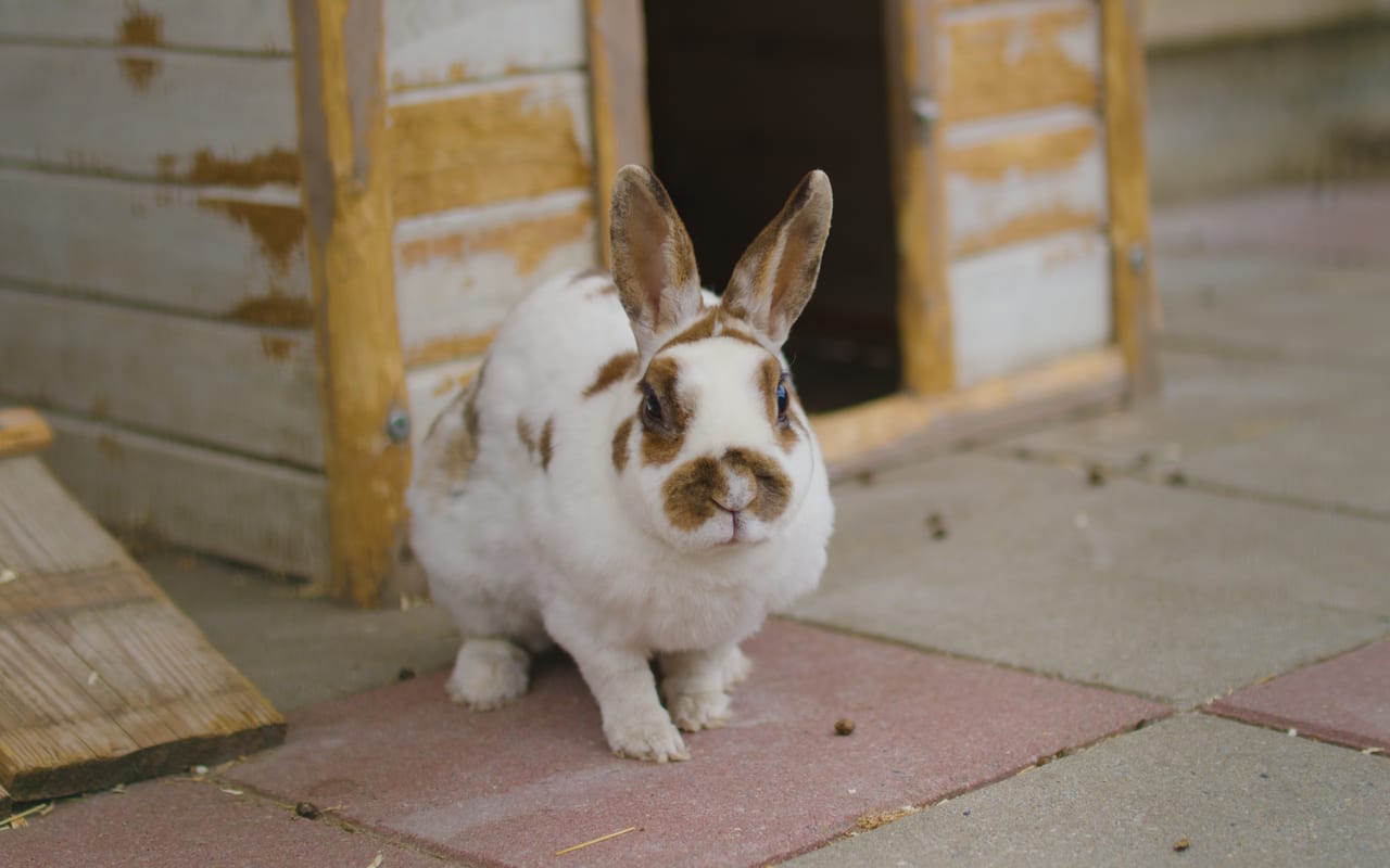 Dutch breed