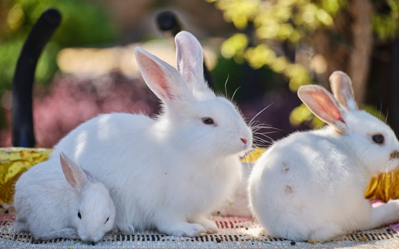 Dwarf Hotot