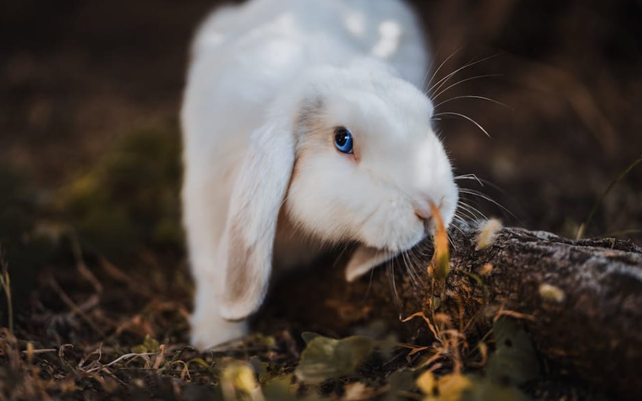 Dwarf Hotot Care Guide