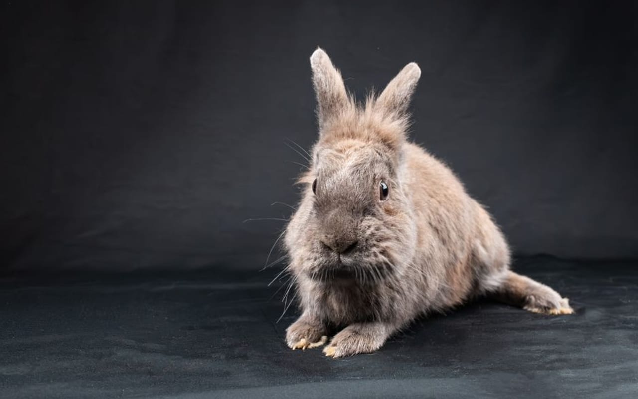 Dwarf Hotot — gallery 2