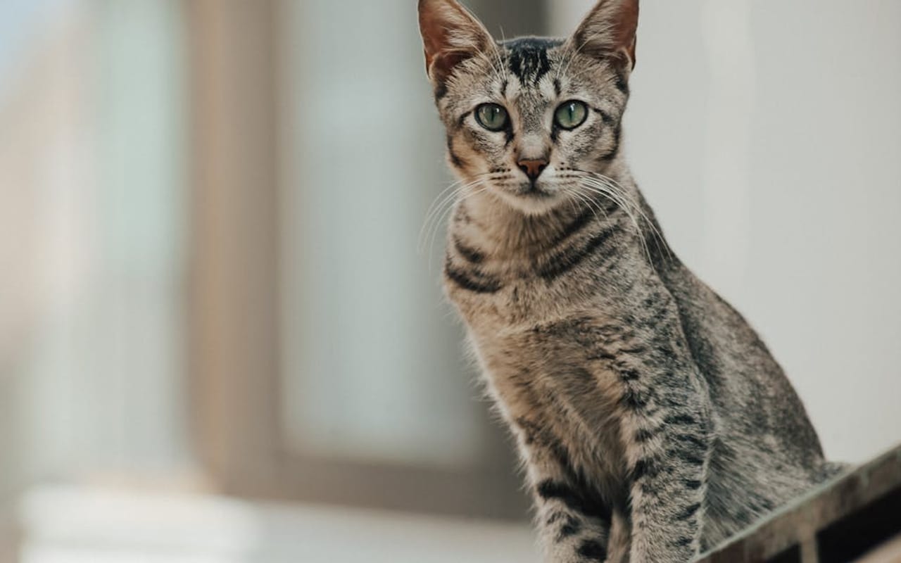 Egyptian Mau