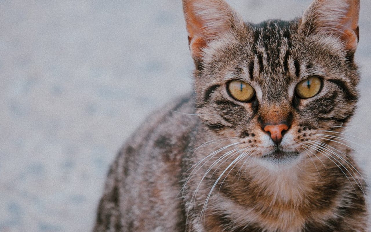 Egyptian Mau — gallery 2