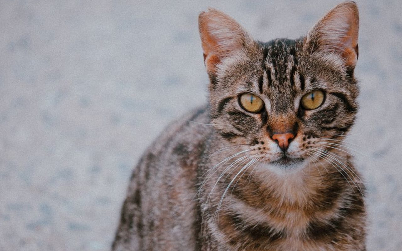 Egyptian Mau — gallery 4