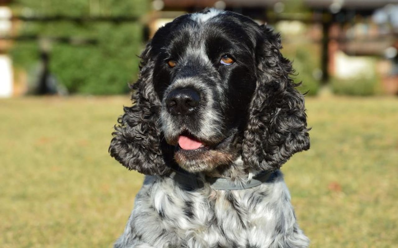 English Cocker Spaniel — gallery 4