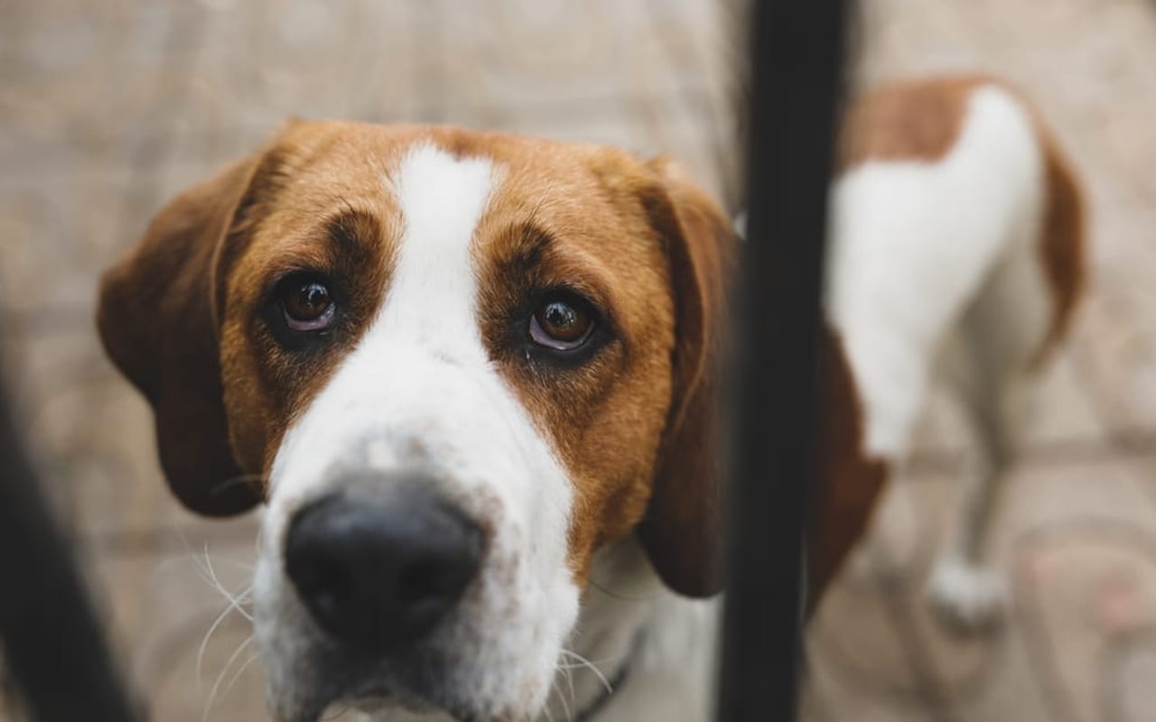 English Foxhound