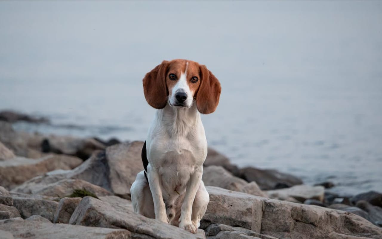 English Foxhound — gallery 2