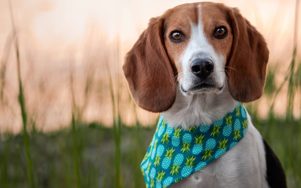 English Foxhound — gallery 3