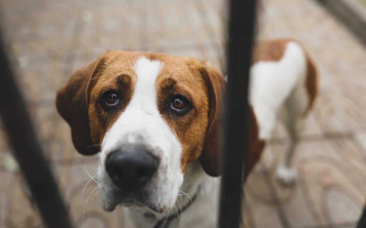 English Foxhound — gallery 4