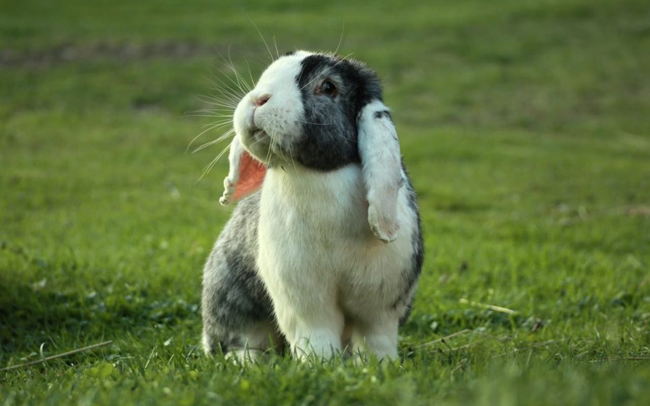 English Lop