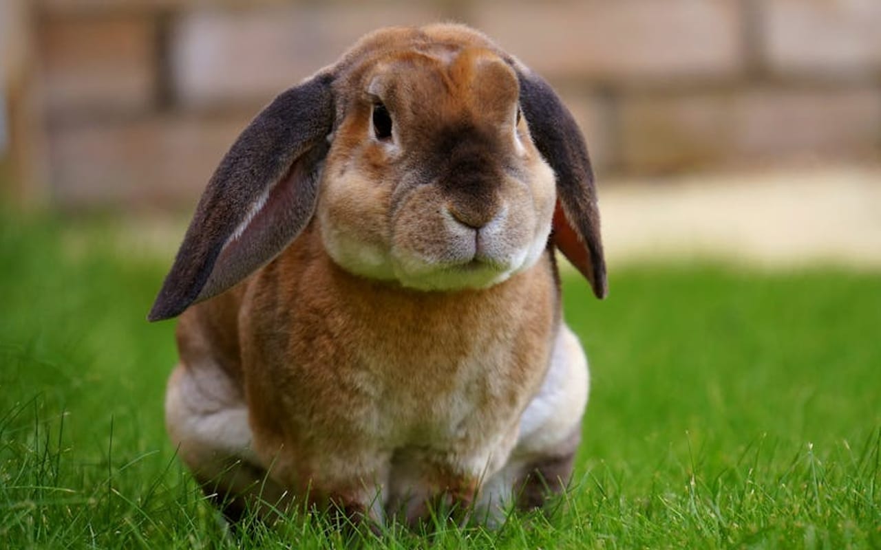 English Lop Care Guide