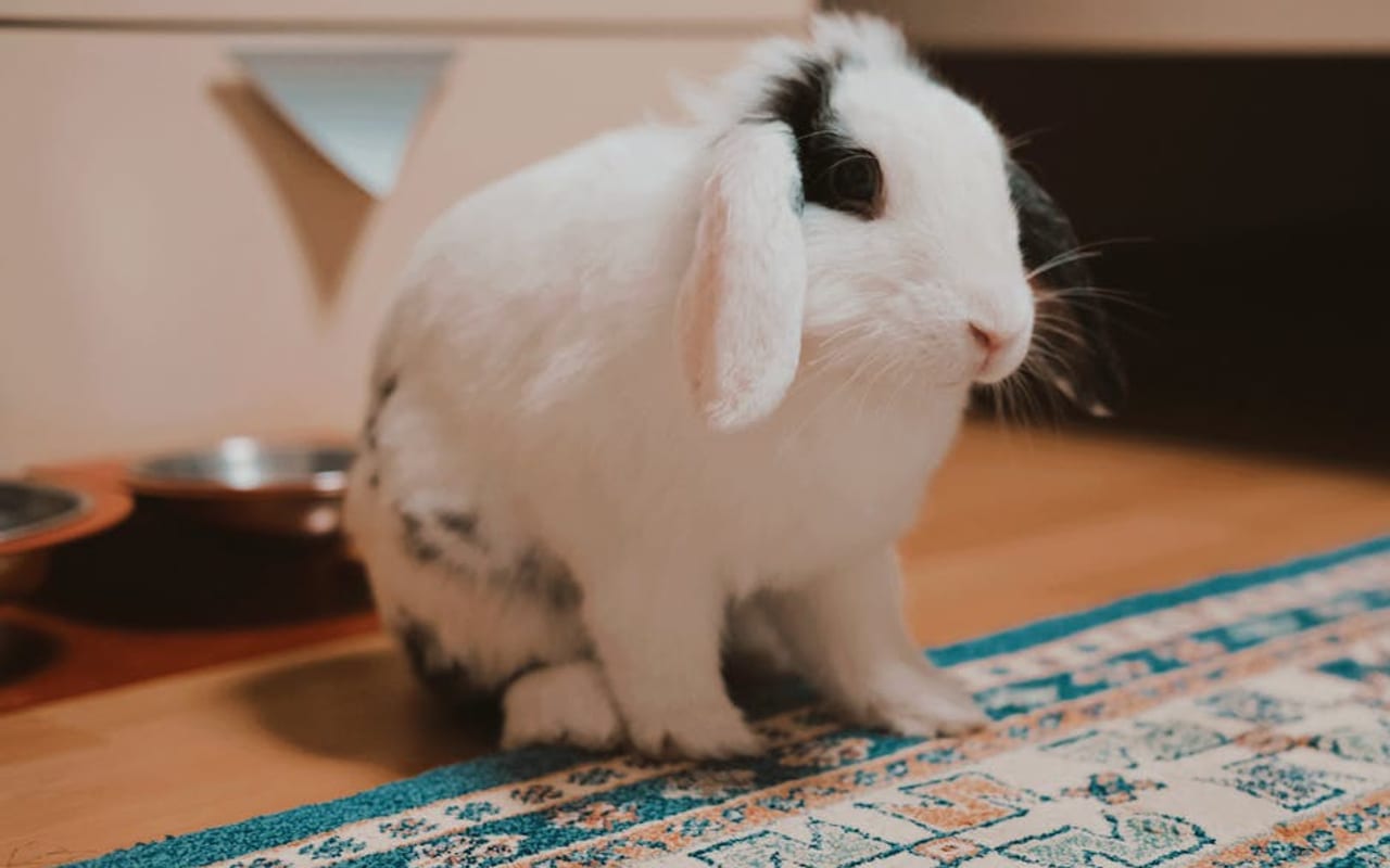 English Lop — gallery 3 (Pexels)