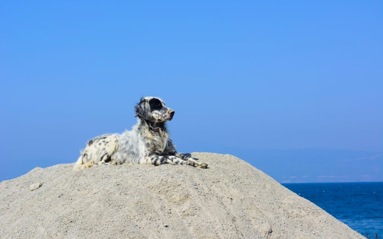 English Setter — gallery 4