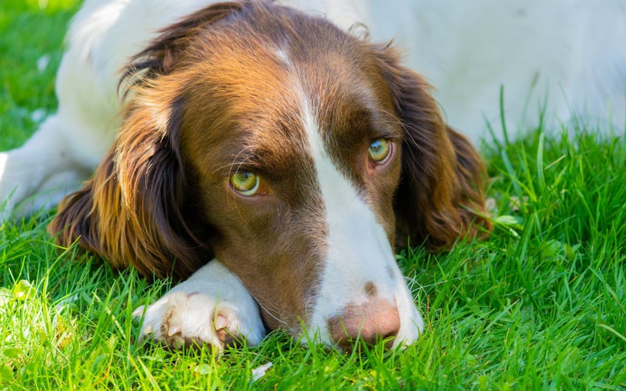 English Springer Spaniel dog breed