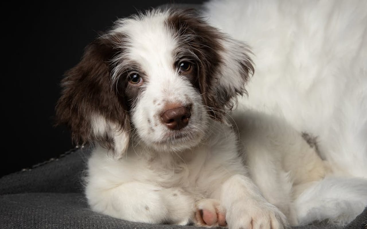 English Springer Spaniel — English Springer Spaniel — gallery 3