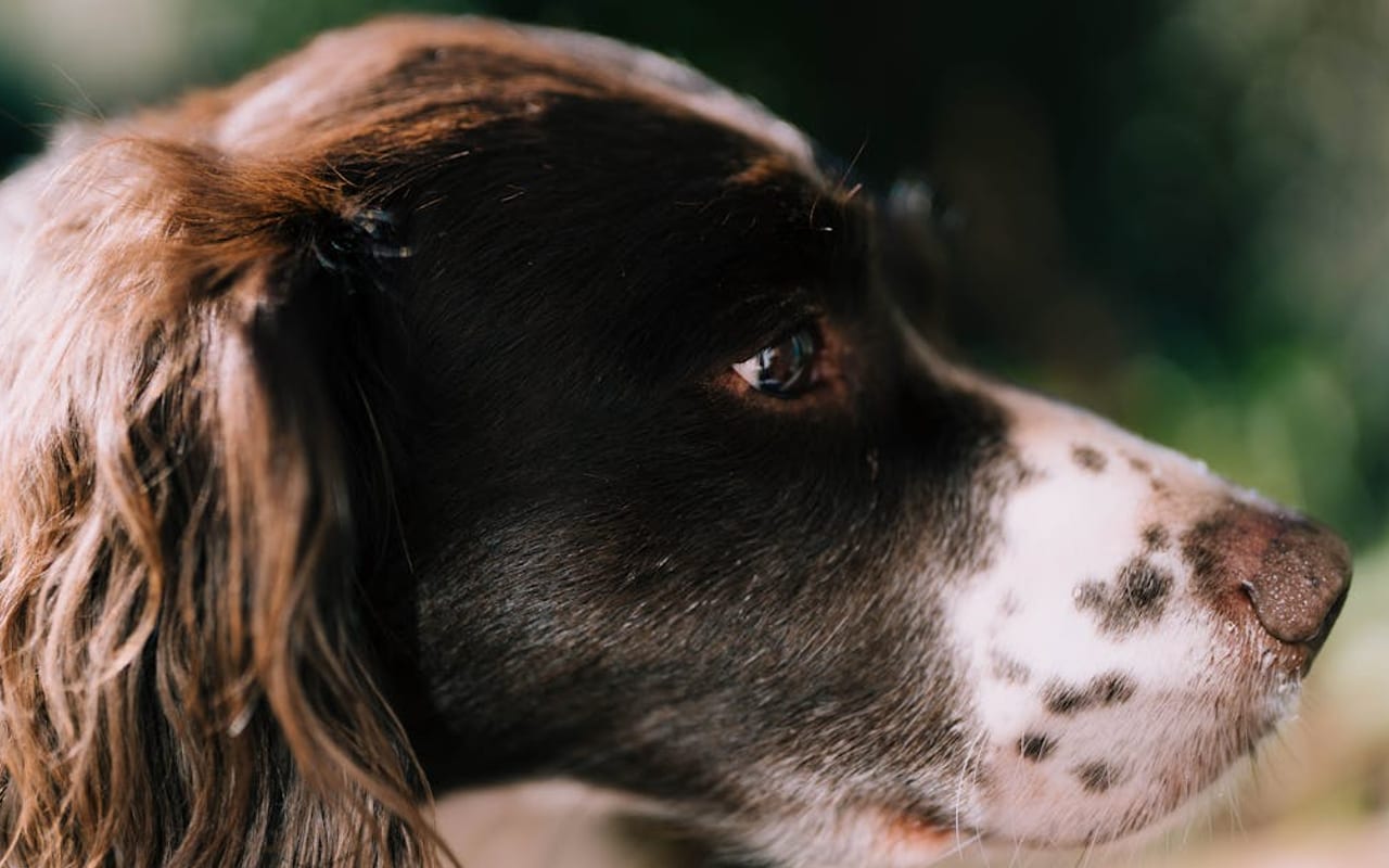 English Springer Spaniel — English Springer Spaniel — gallery 4