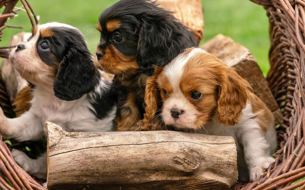 English Toy Spaniel