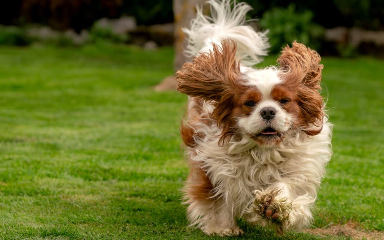 English Toy Spaniel — gallery 2