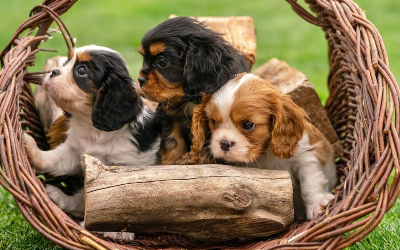 English Toy Spaniel — gallery 4