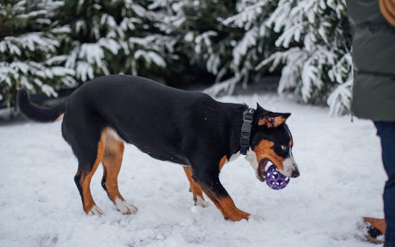 Entlebucher Mountain Dog — gallery 3