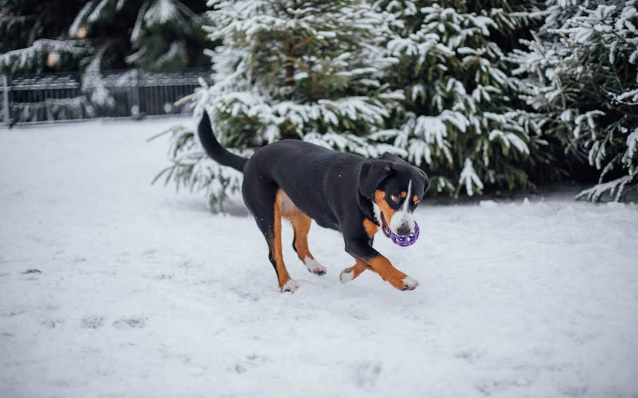Entlebucher Mountain Dog — gallery 4