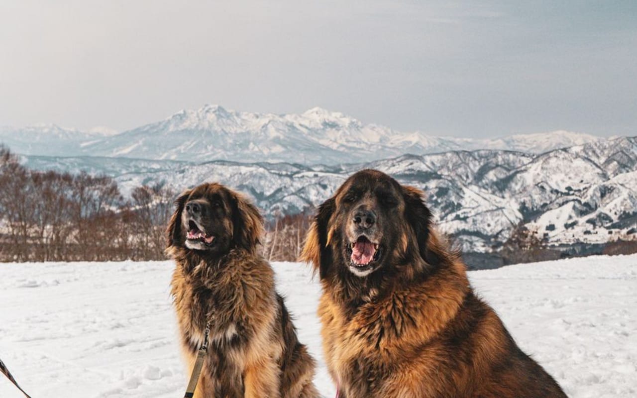 Estrela Mountain Dog — gallery 4