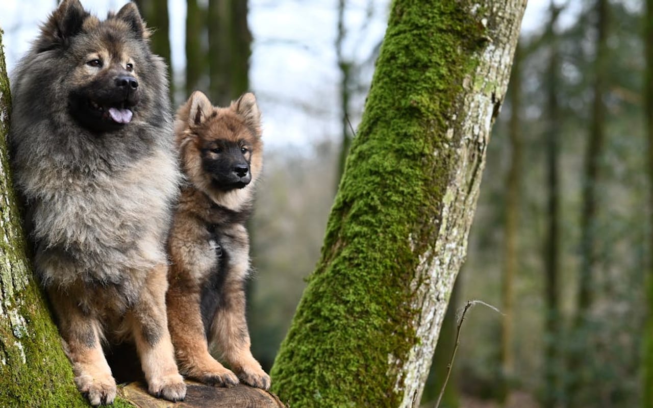 Eurasier — gallery 3