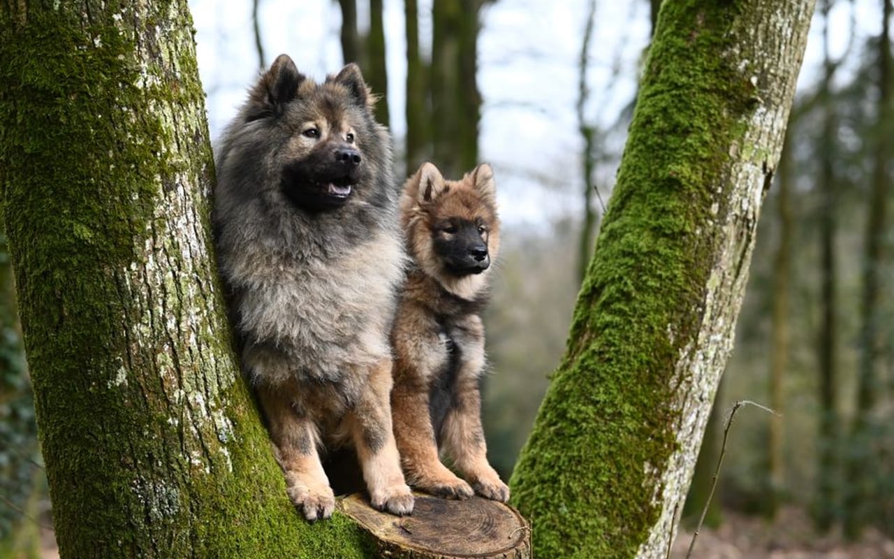 Eurasier — gallery 4
