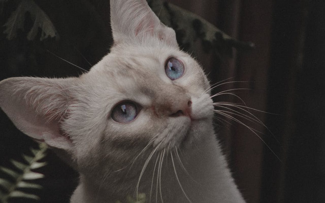 European Burmese — gallery 3