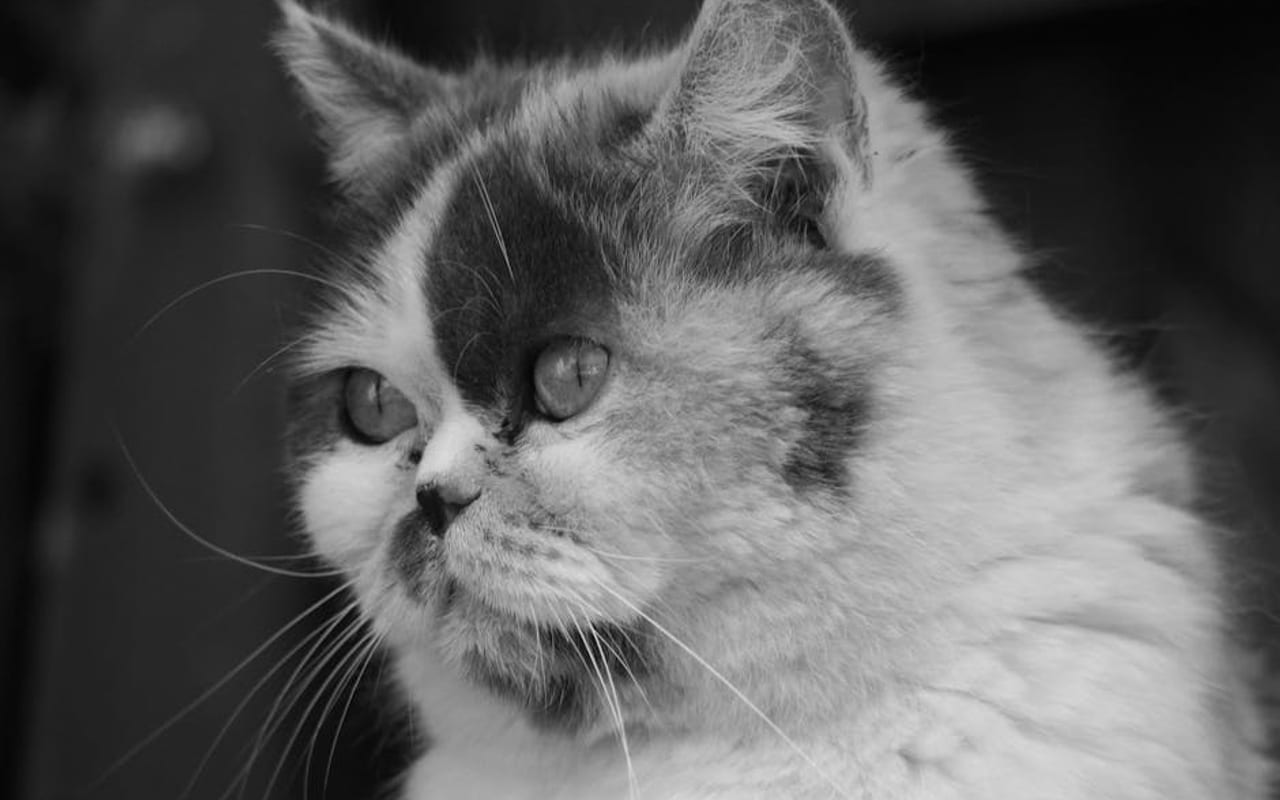 Exotic Shorthair — gallery 4