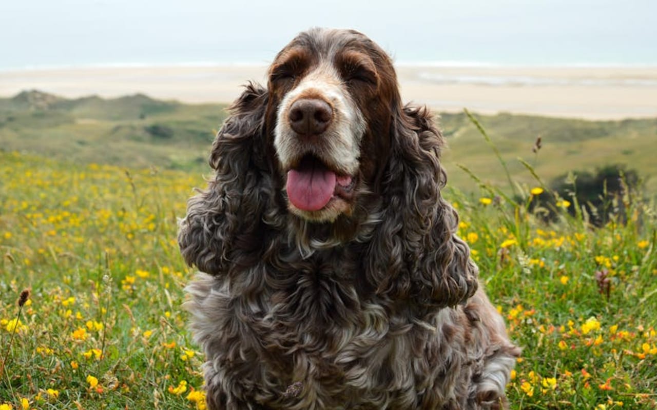 Field Spaniel — gallery 4