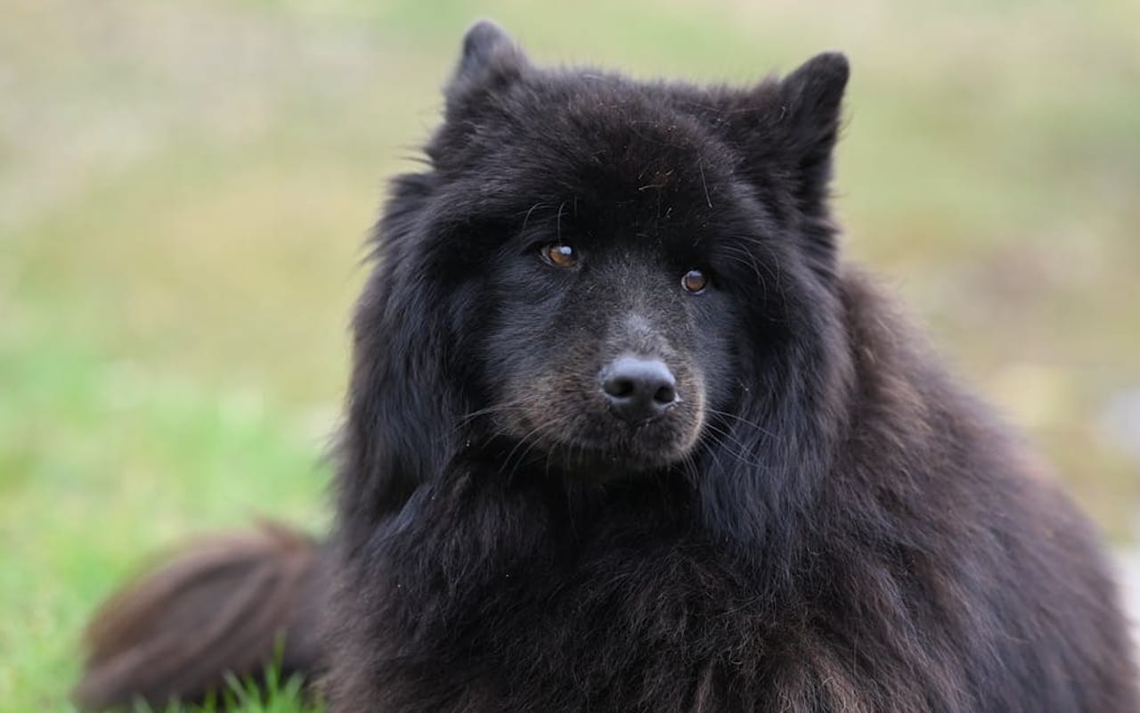 Finnish Lapphund — gallery 2