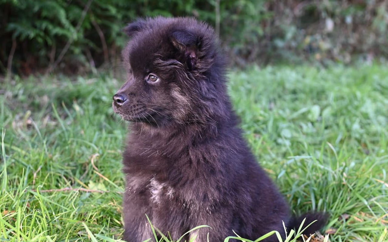 Finnish Lapphund — gallery 3