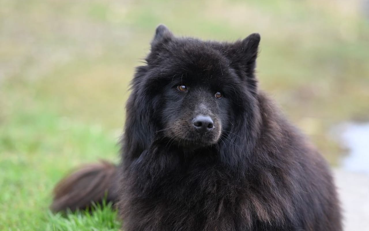 Finnish Spitz — gallery 4