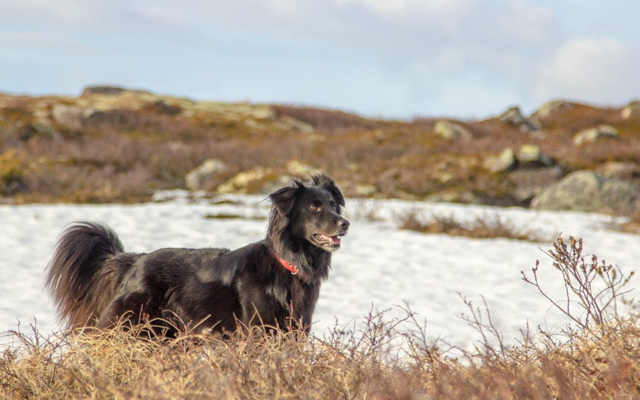 Flat-Coated Retriever