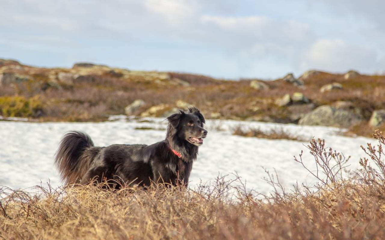 Flat-Coated Retriever — gallery 4