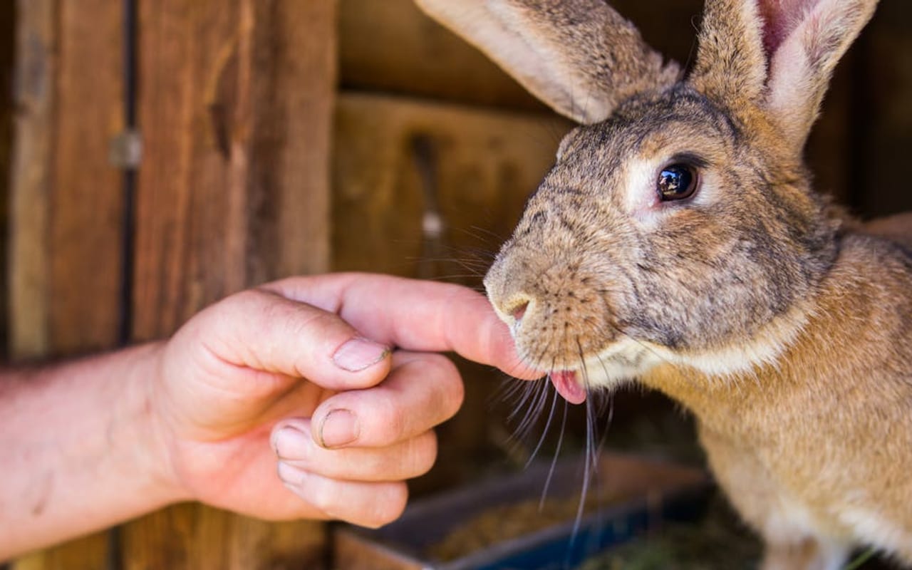 Flemish Giant Care Guide