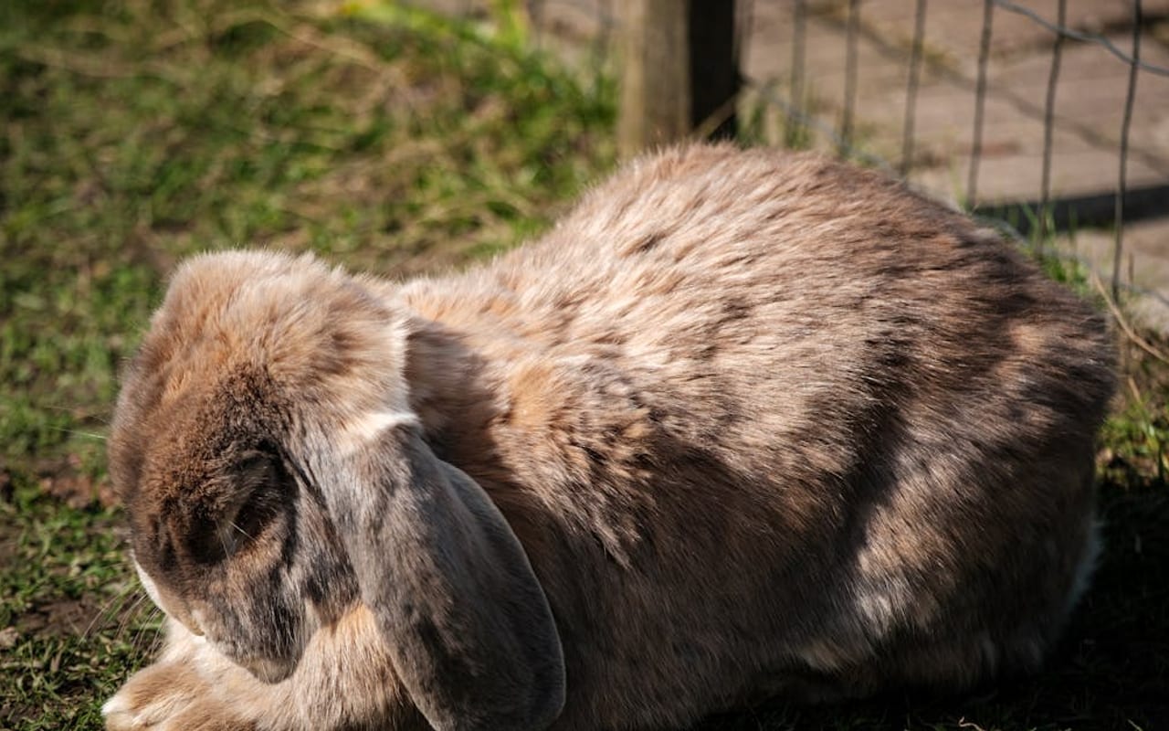 Flemish Giant Care Guide