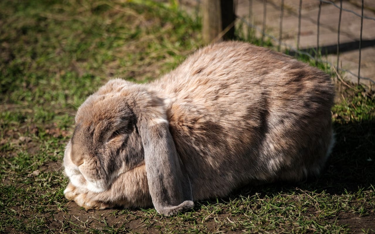 Flemish Giant