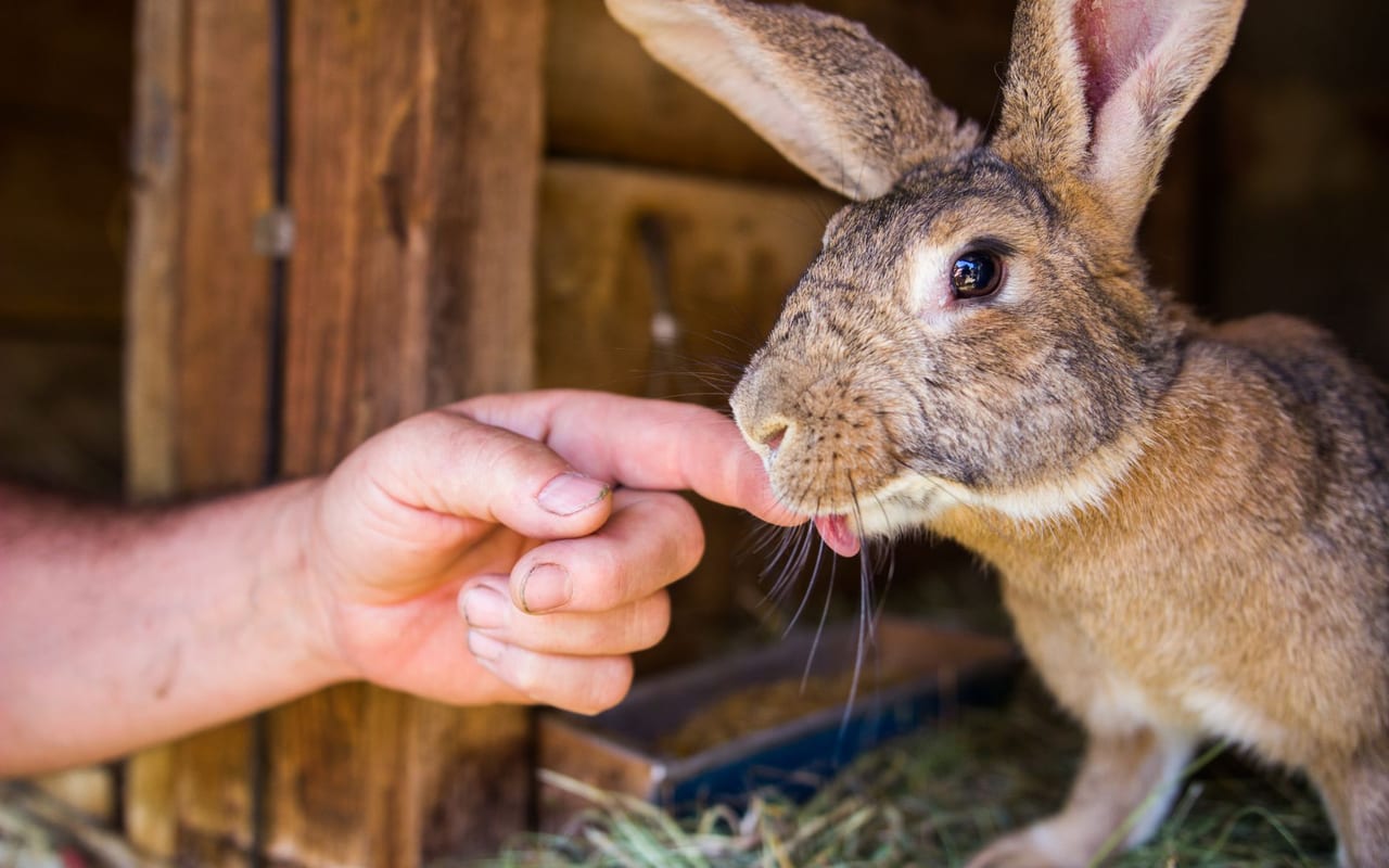 Flemish Giant – Rabbit Breed Profile | Mr Pet Lover