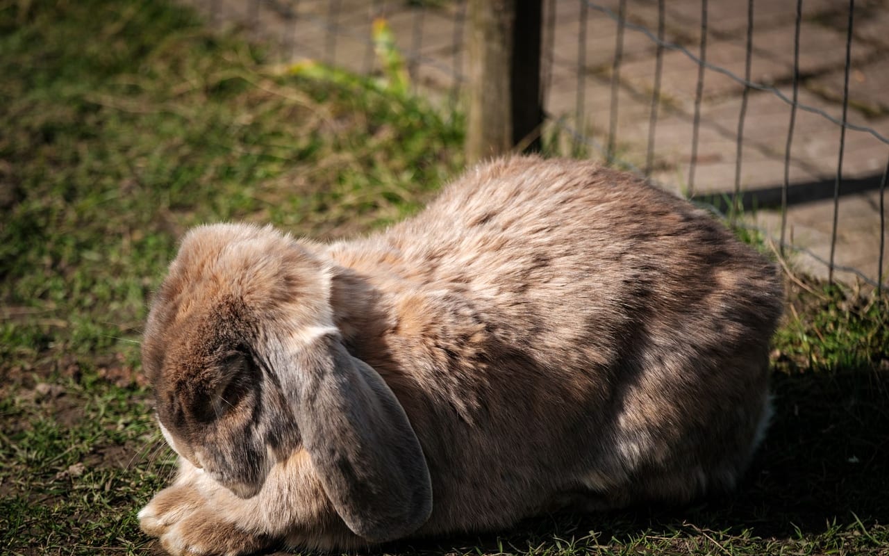 Flemish Giant – Rabbit Breed Profile | Mr Pet Lover