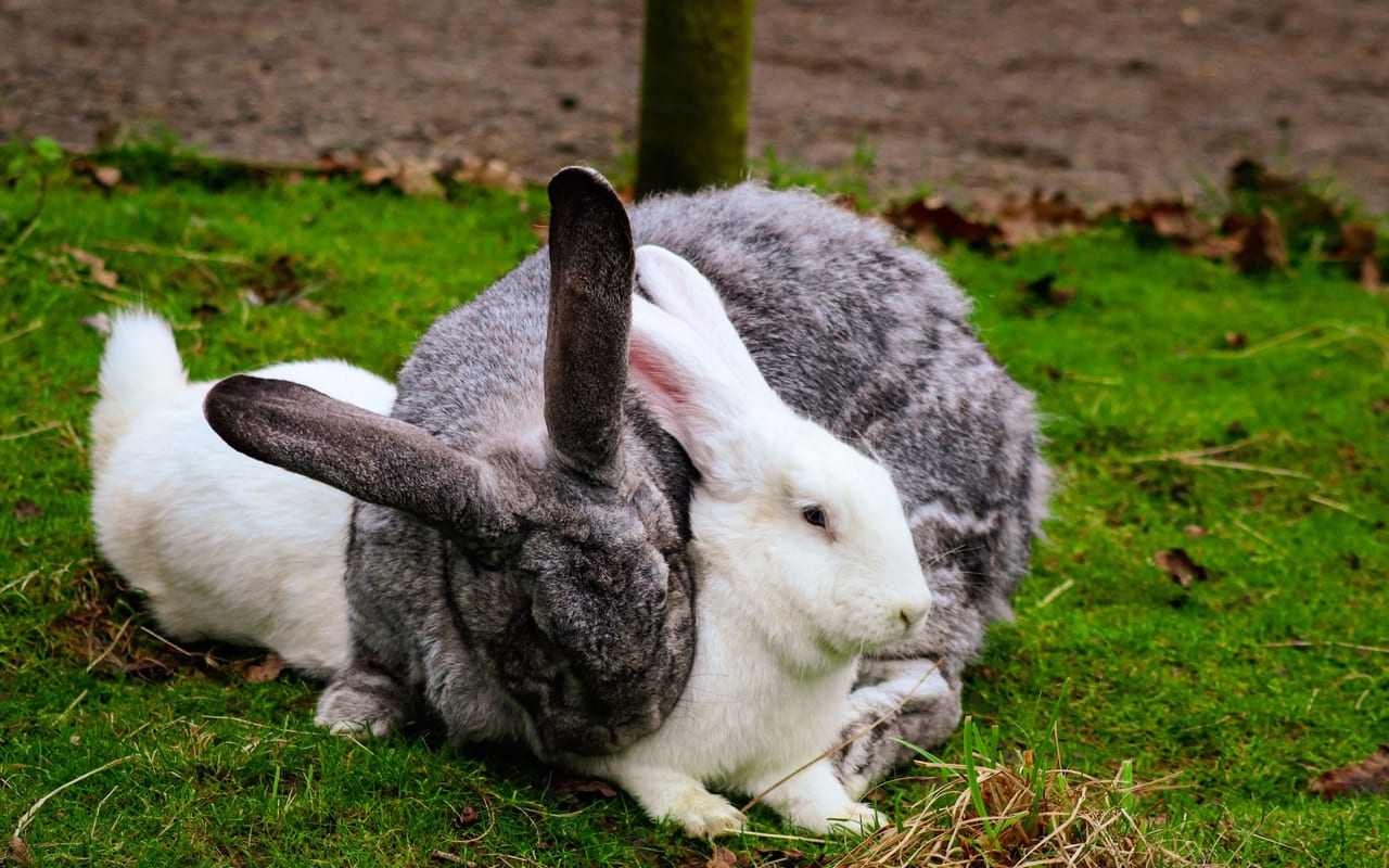 Flemish Giant – Rabbit Breed Profile | Mr Pet Lover