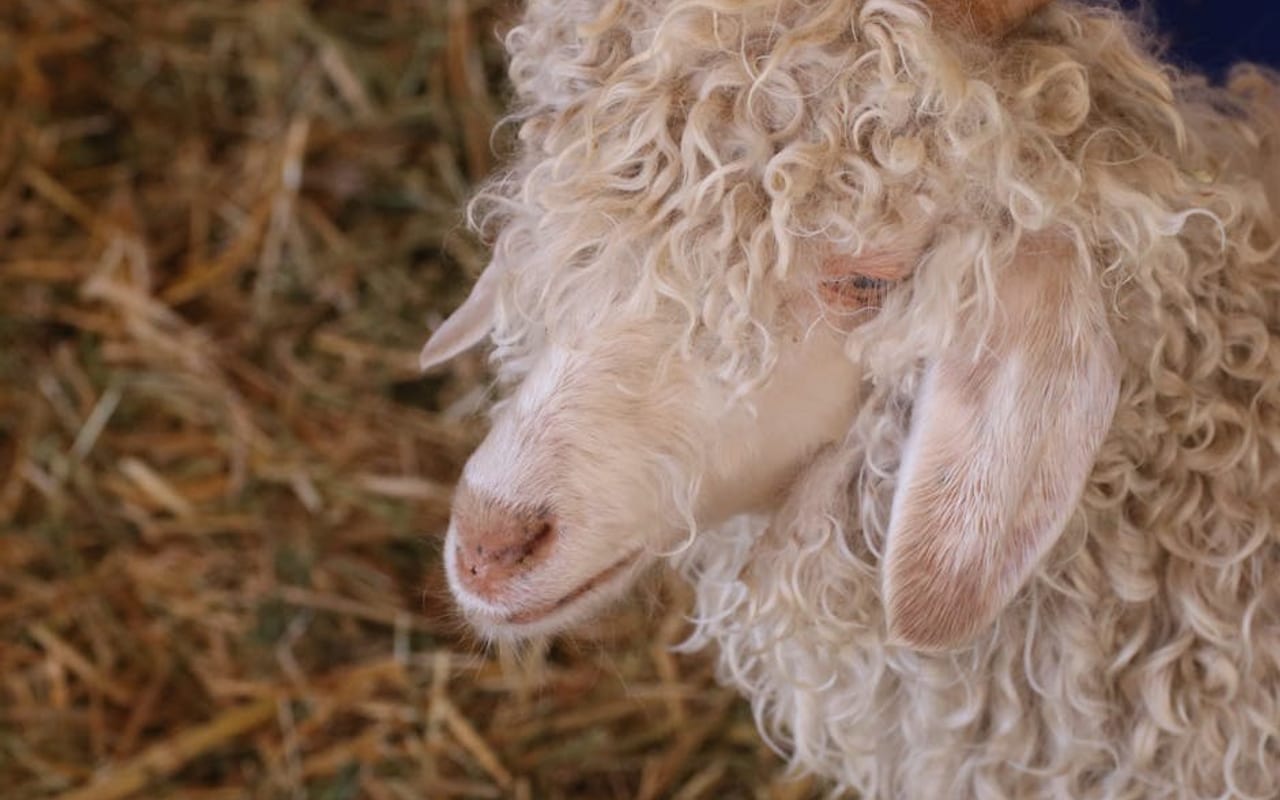 French Angora — gallery 0