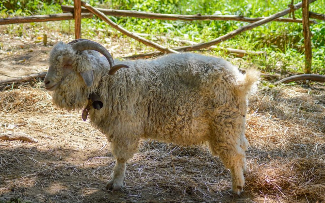French Angora — gallery 1